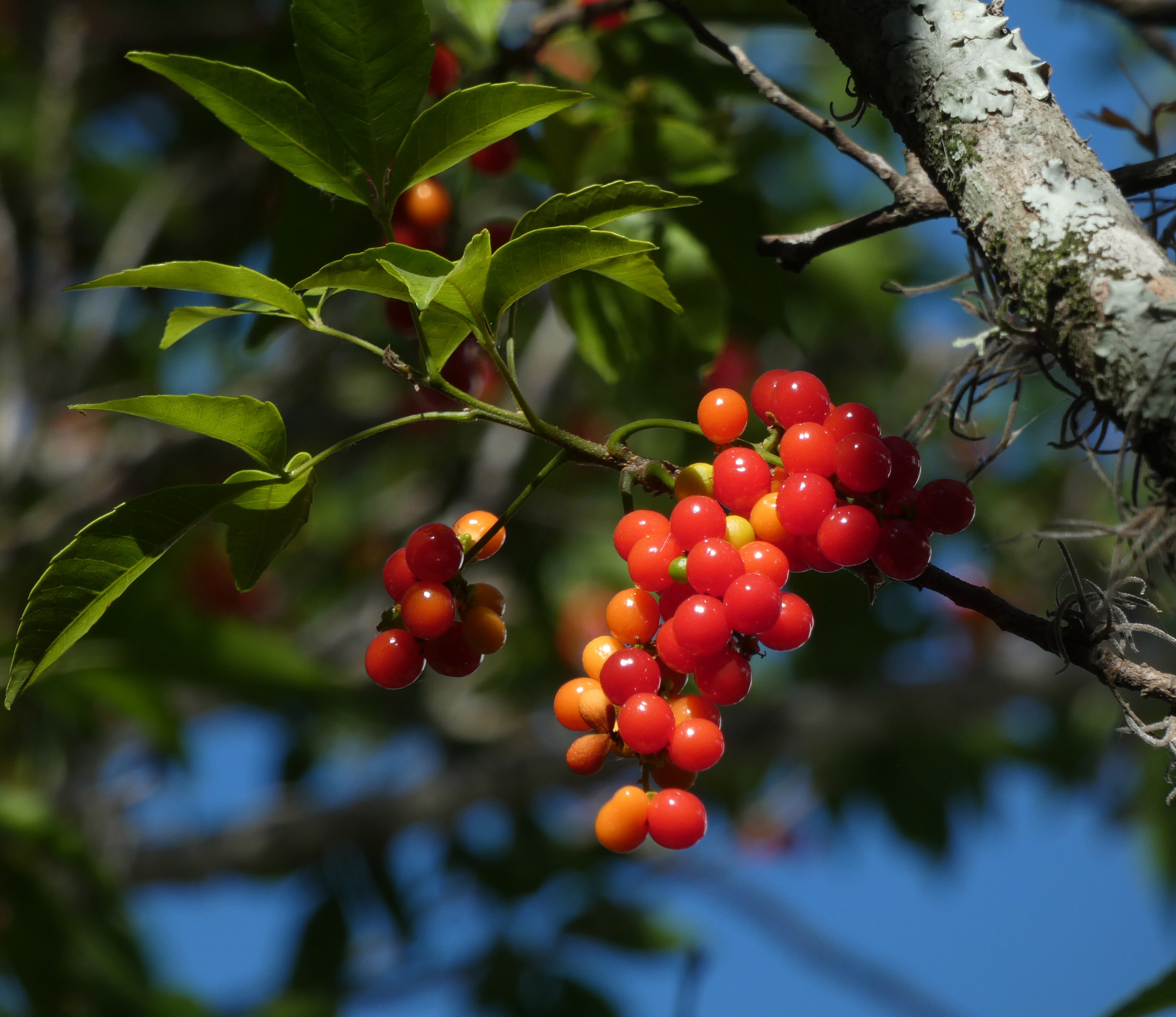 Canelon Myrsine laetevirens Foto de Eduardo Haene